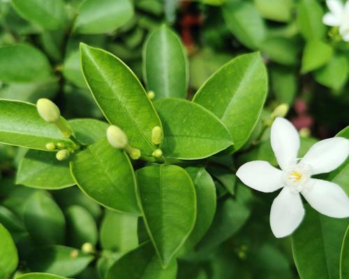 米兰花的象征与意义（探究米兰花的文化内涵及其在不同领域的应用）