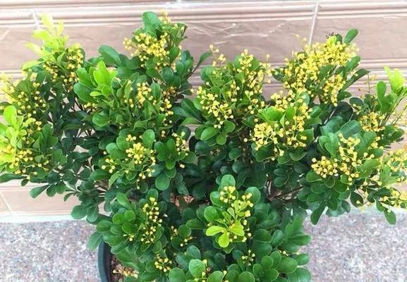 米兰花的象征与意义（探究米兰花的文化内涵及其在不同领域的应用）