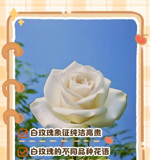 19朵玫瑰花语的深刻内涵（解密玫瑰花束背后的情感密码）