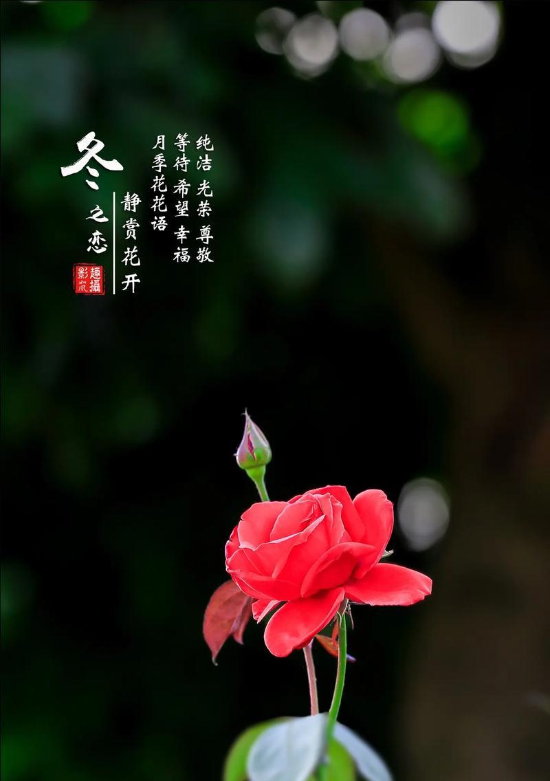 月季花的花语（传递爱意的优雅之花）