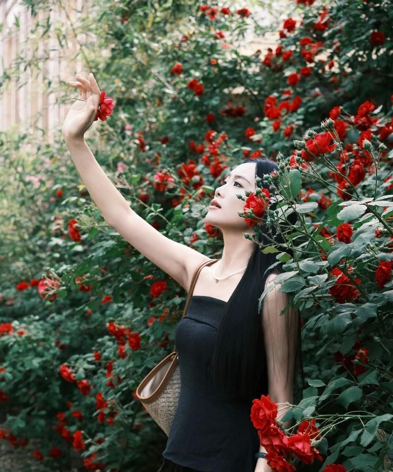月季花的花语（传递爱意的优雅之花）