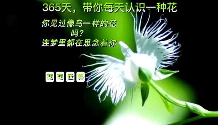 花开思念，浓情永存（以花为媒，表达深情）