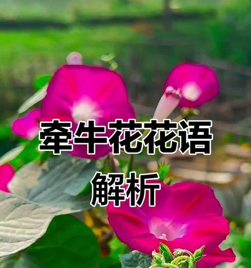 喇叭花的花语——自由奔放（喇叭花的花语与美丽解读）