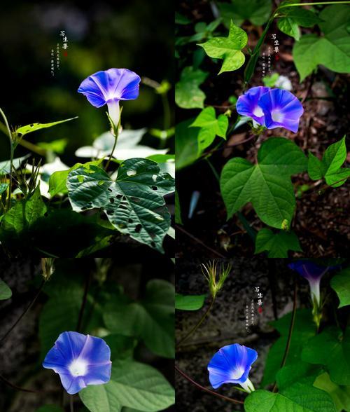 喇叭花的花语——自由奔放（喇叭花的花语与美丽解读）