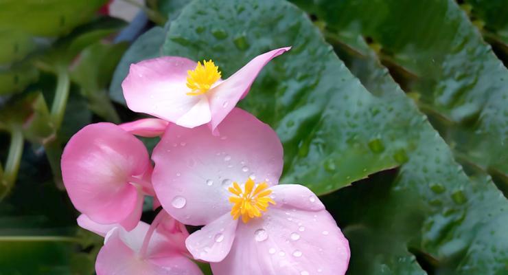 四季海棠花的花语与寓意（四季海棠花）