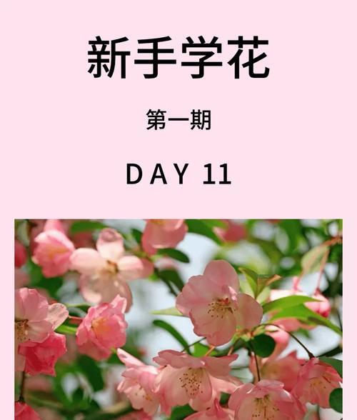 四季海棠花的花语与寓意（四季海棠花）
