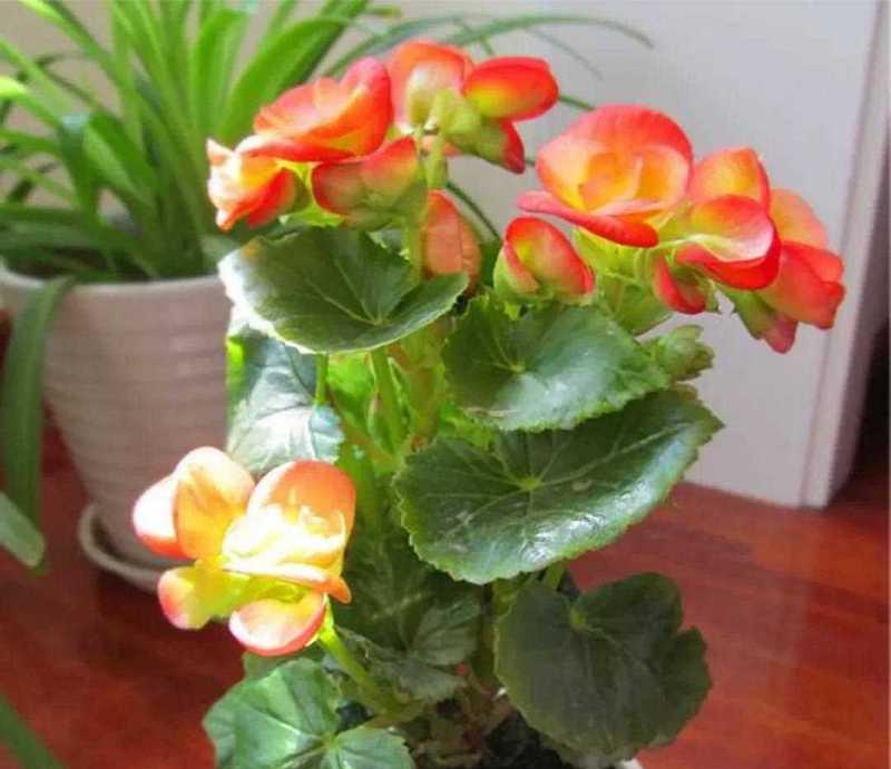 四季海棠花的花语与寓意（四季海棠花）