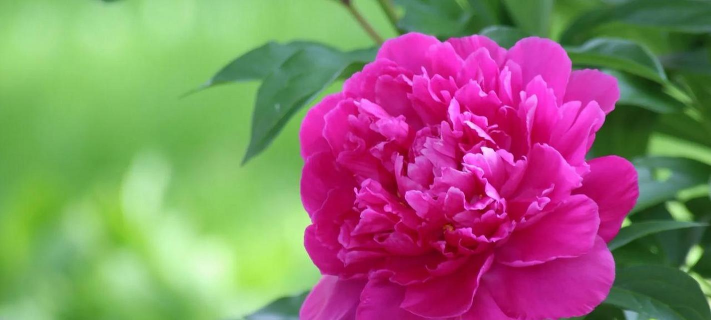 牡丹花的寓意与花语（探寻牡丹花所代表的美丽与祝福）
