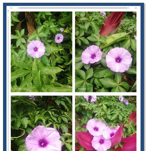 牵牛花的花语与意义（解读牵牛花的花语，了解其独特的象征意义）