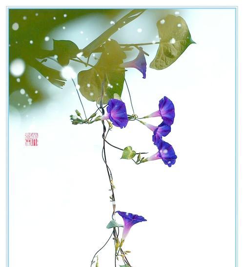 牵牛花的花语与意义（解读牵牛花的花语，了解其独特的象征意义）