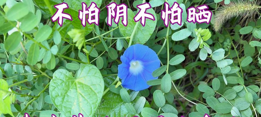 牵牛花的花语与意义（解读牵牛花的花语，了解其独特的象征意义）
