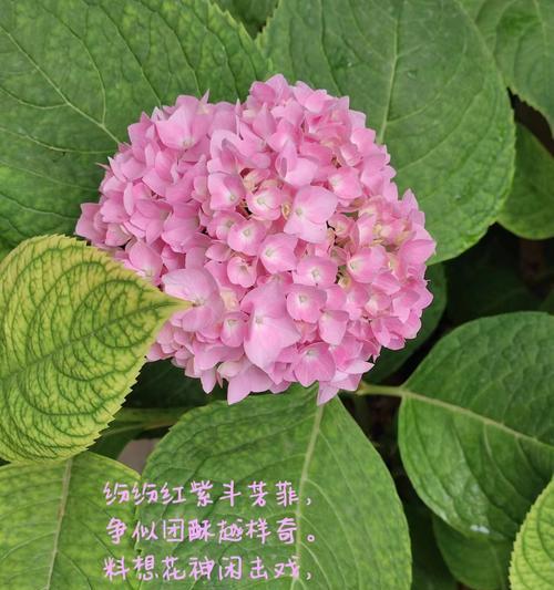 绣球花（绣球花的花语）