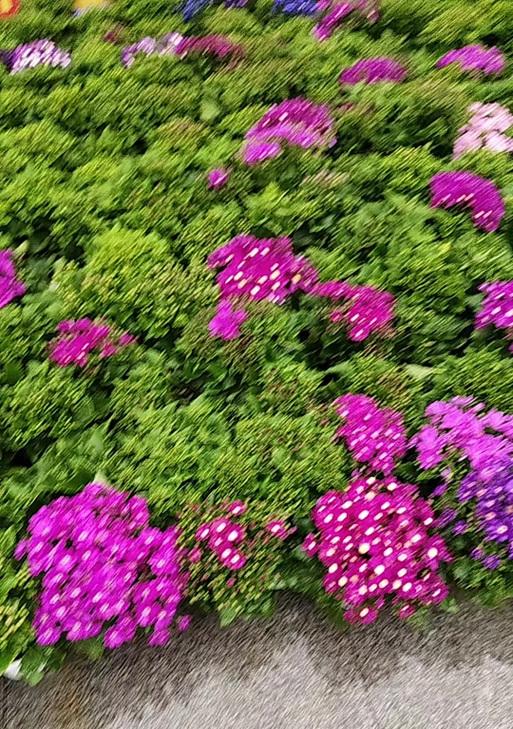 瓜叶菊的花语与意义（揭开瓜叶菊的神秘面纱，探索其深刻的象征意义）