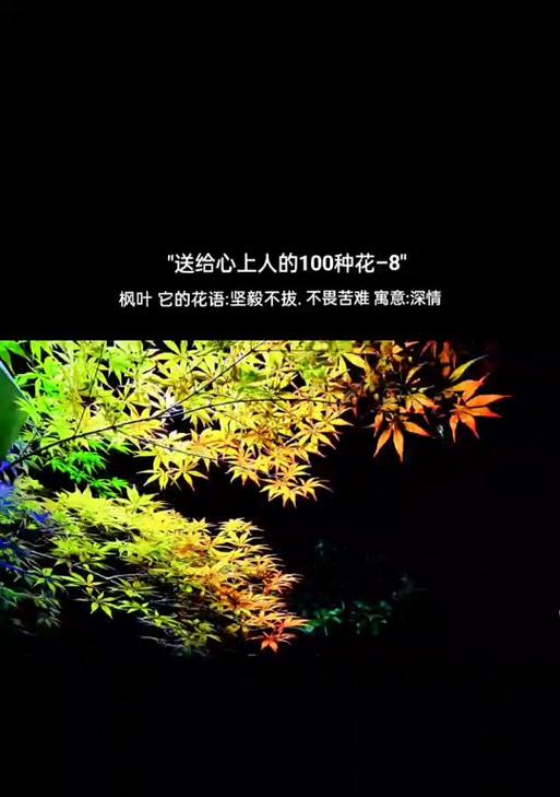 枫叶的花语（秋之美丽的化身——枫叶的花语）
