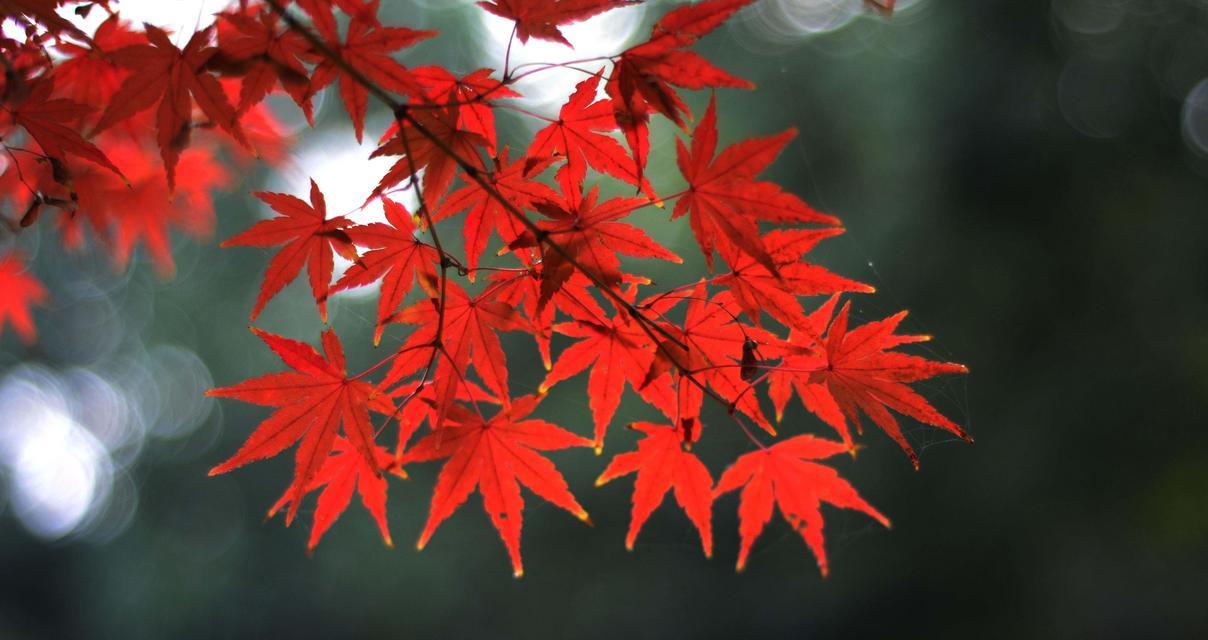枫叶的花语（秋之美丽的化身——枫叶的花语）