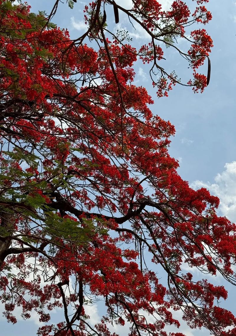 枫叶的花语（秋之美丽的化身——枫叶的花语）