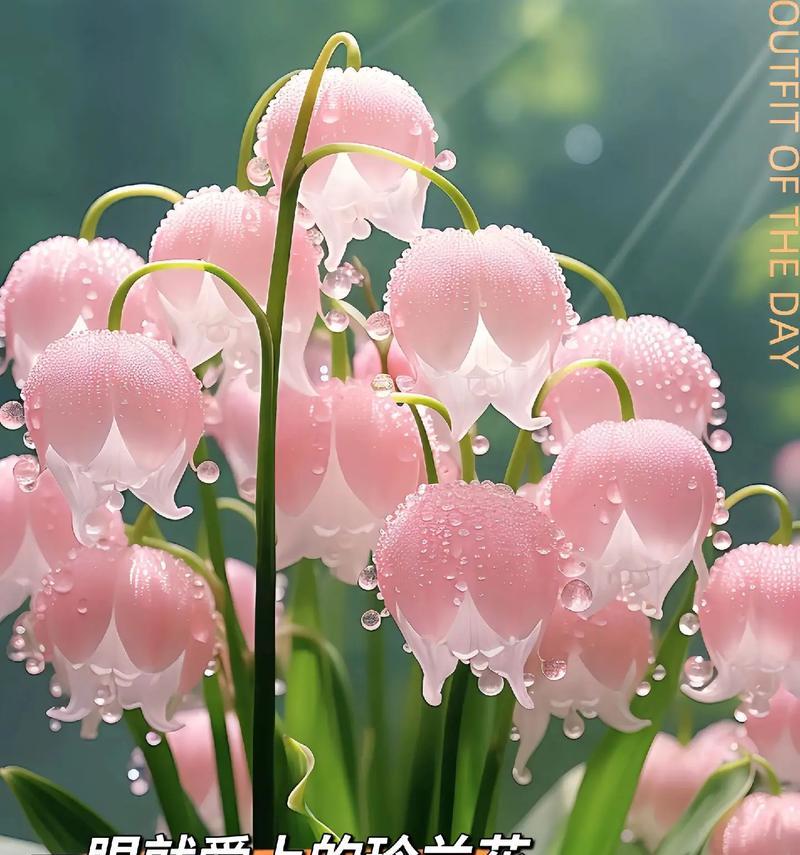 用玫瑰花语表达爱情的力量（爱情的象征与表达——玫瑰花语）