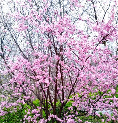 粉色梅花花语的意义（探索粉色梅花花语的深刻寓意）