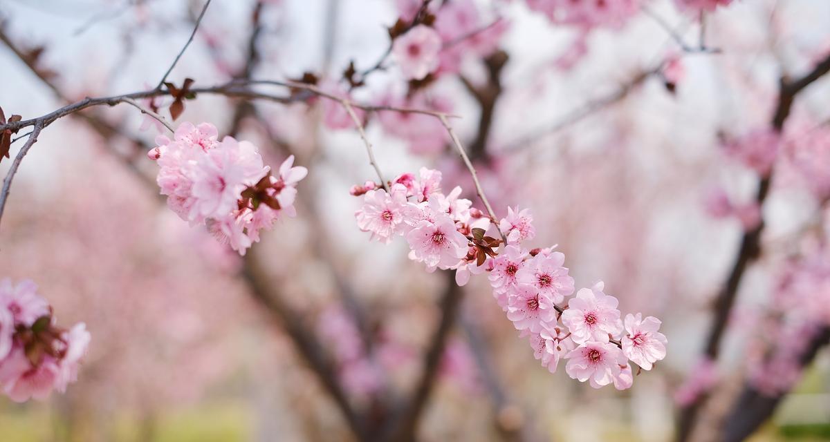 粉色梅花花语的意义（探索粉色梅花花语的深刻寓意）
