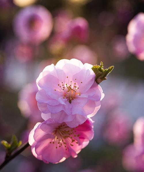 粉色梅花花语的意义（探索粉色梅花花语的深刻寓意）