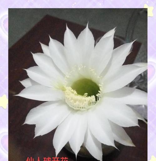 仙人球开花的神奇之处（探寻仙人球开花的寓意与兆头）