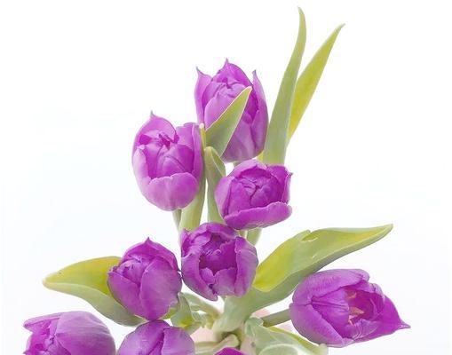 紫色郁金香（探索紫色郁金香的花语与意义）