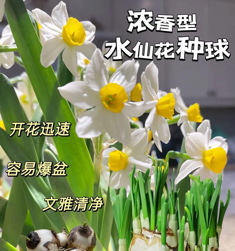 中国水仙花的花语与寓意（探秘中国水仙花的传统象征与文化内涵）