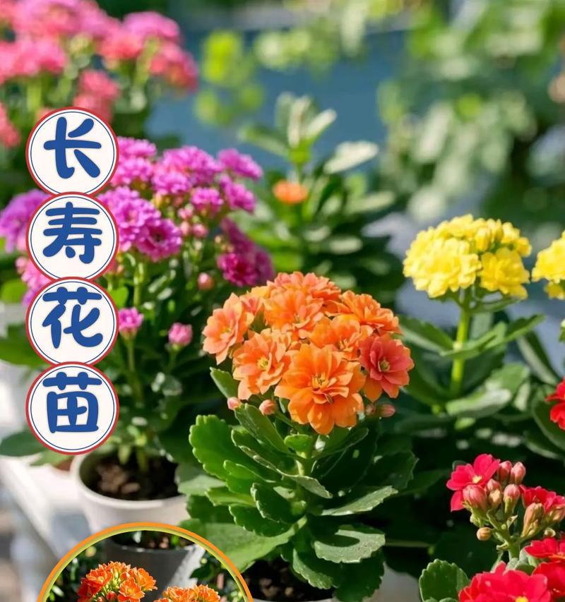 美好的花语——以玫瑰花为主题的花语解读（玫瑰花的花语之美好，想要了解吗？）