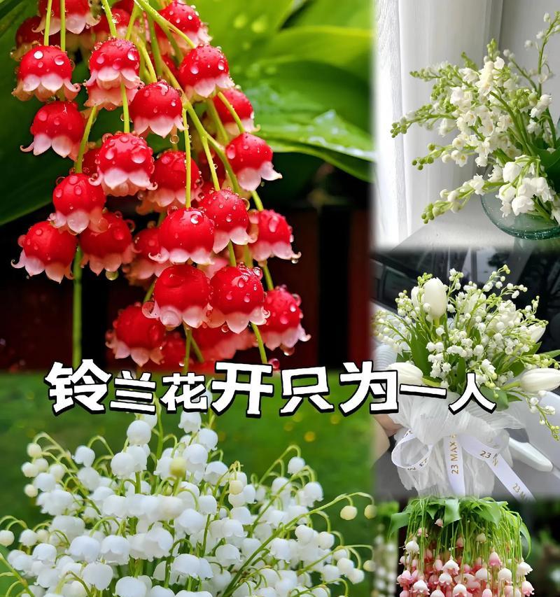 以紫罗兰花的花语为主题的文章（探索紫罗兰花的花语及其象征的控制力量）