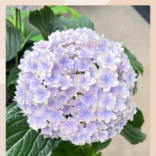 用菊花传递责任的花语（探索菊花花语中责任的含义与象征）