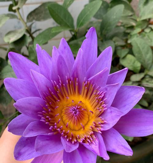 紫色睡莲的花语——追求神秘与梦幻的生命之花（紫色睡莲的美丽绽放、神秘象征与心灵启迪）