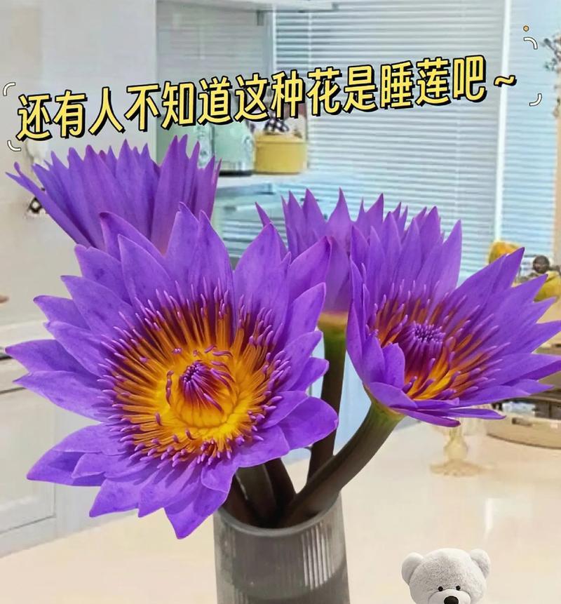 紫色睡莲的花语——追求神秘与梦幻的生命之花（紫色睡莲的美丽绽放、神秘象征与心灵启迪）