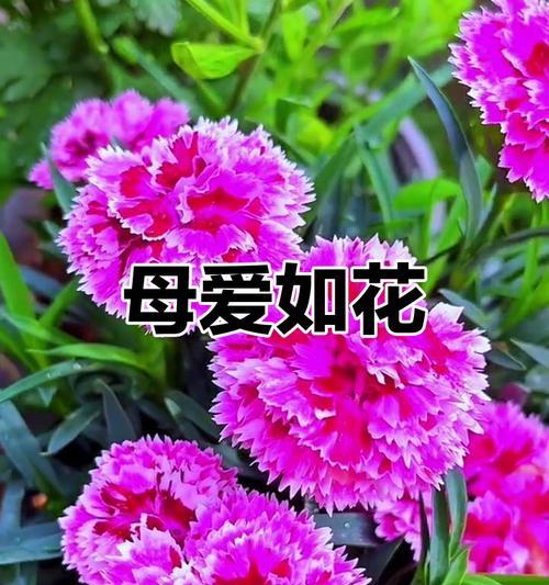 康乃馨的象征意义及美丽芬芳（康乃馨的传统象征与现代演绎）