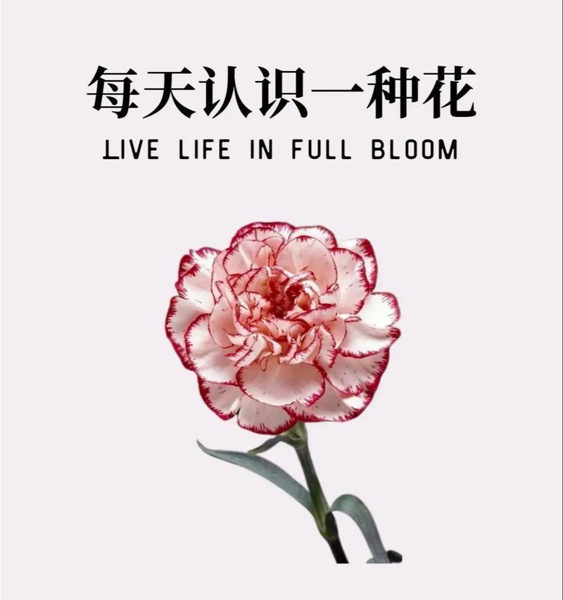 康乃馨的象征意义及美丽芬芳（康乃馨的传统象征与现代演绎）