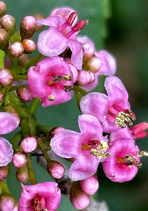 寒冬中绽放的冬青花（冬青花的花语解读与传说）