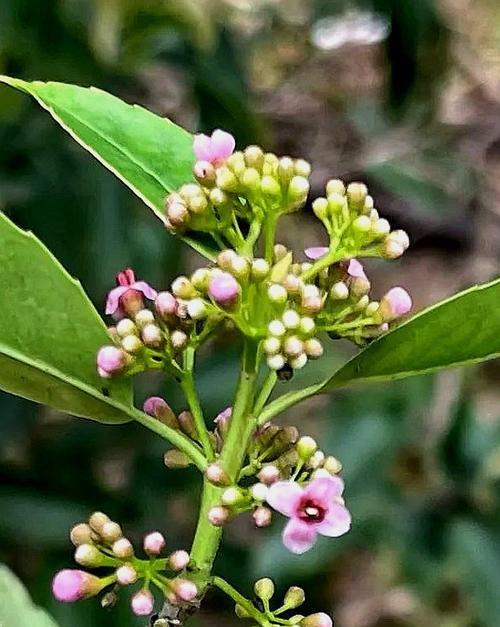 寒冬中绽放的冬青花（冬青花的花语解读与传说）