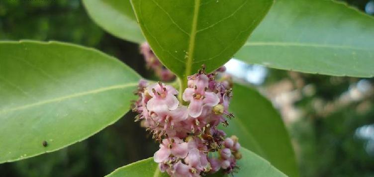寒冬中绽放的冬青花（冬青花的花语解读与传说）