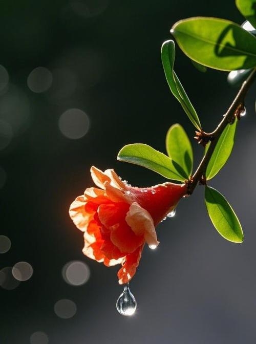 石榴花的寓意与象征意义（探索石榴花的花语，了解它给人们带来的美好祝福）