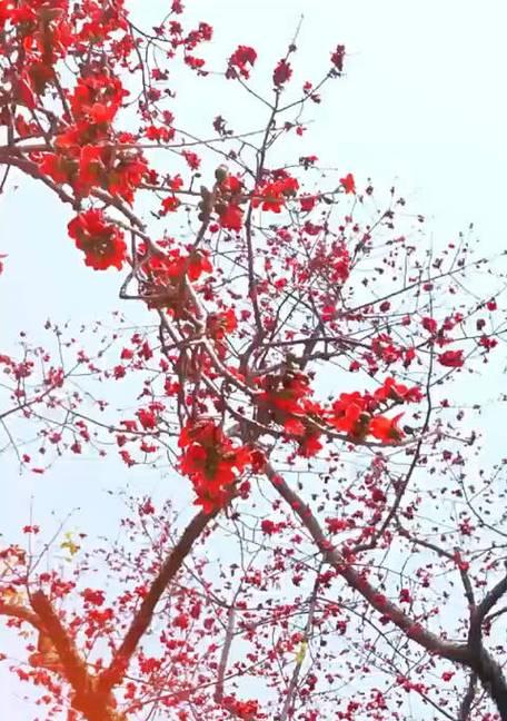 梅州市花梅花的象征寓意（探索梅州市花梅花的文化内涵和传统价值）