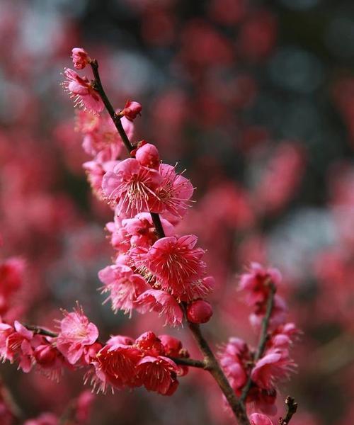 梅州市花梅花的象征寓意（探索梅州市花梅花的文化内涵和传统价值）