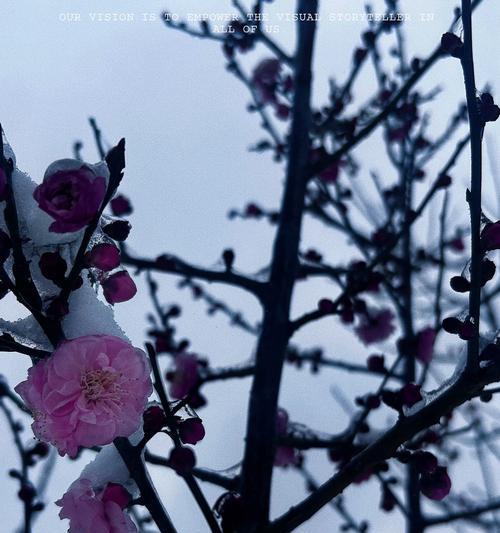 梅州市花梅花的象征寓意（探索梅州市花梅花的文化内涵和传统价值）