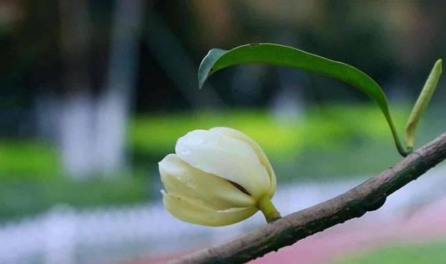 含笑花的神奇之旅（揭秘含笑花的美丽与意义）