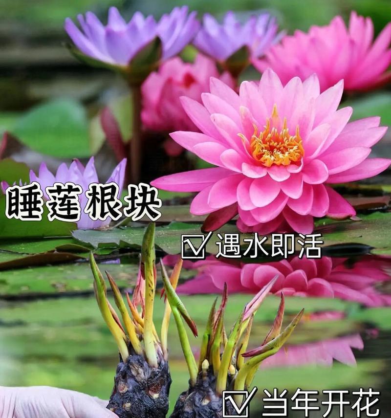 不同颜色睡莲的花语（探寻睡莲背后的情感世界）