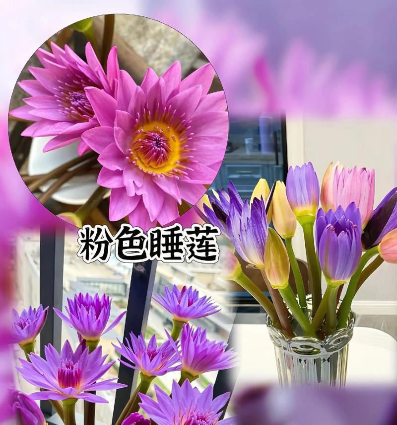 不同颜色睡莲的花语（探寻睡莲背后的情感世界）