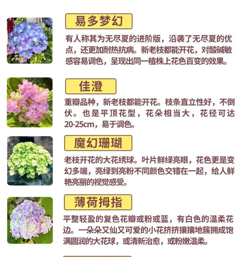 无尽夏的花语——生命的美丽宣言（用花语诠释无尽夏的精彩瞬间）