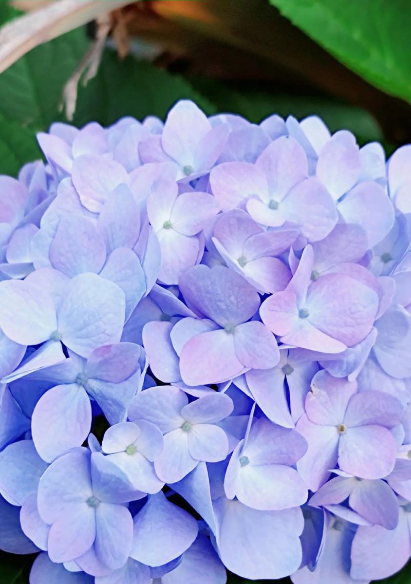 无尽夏的花语——生命的美丽宣言（用花语诠释无尽夏的精彩瞬间）