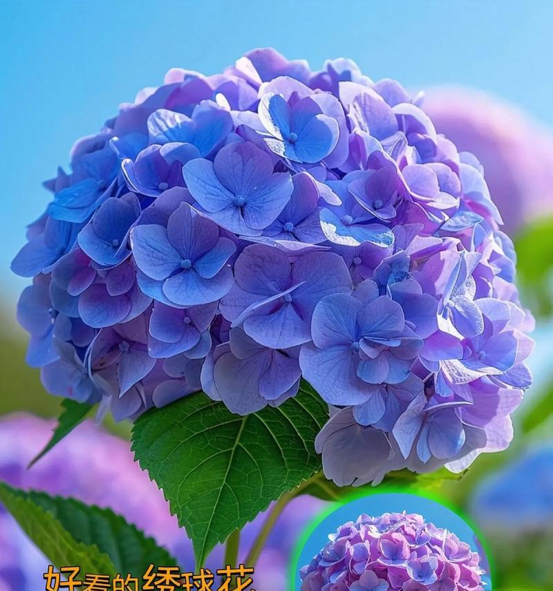 无尽夏的花语——生命的美丽宣言（用花语诠释无尽夏的精彩瞬间）