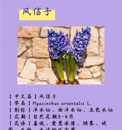 紫色风铃草的花语及其象征意义（探寻紫色风铃草的花语和魅力）