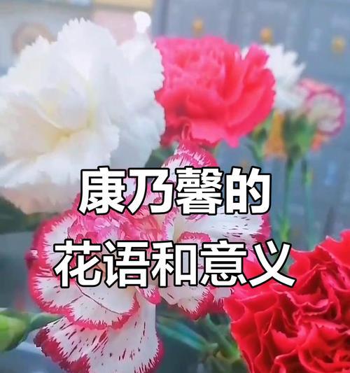 康乃馨花语的深意（从花语探索康乃馨的魅力与意义）