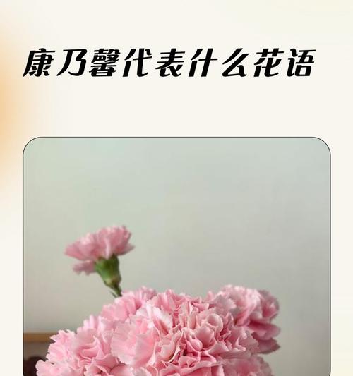 康乃馨花语的深意（从花语探索康乃馨的魅力与意义）